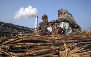 Farmers sit on a heap of sugarcanes loaded on a tractor outside of a sugar mill at Morinda