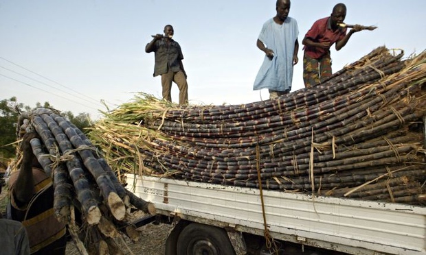 Farmers loading sugar cane into a truck in Kano, northern Nigeria