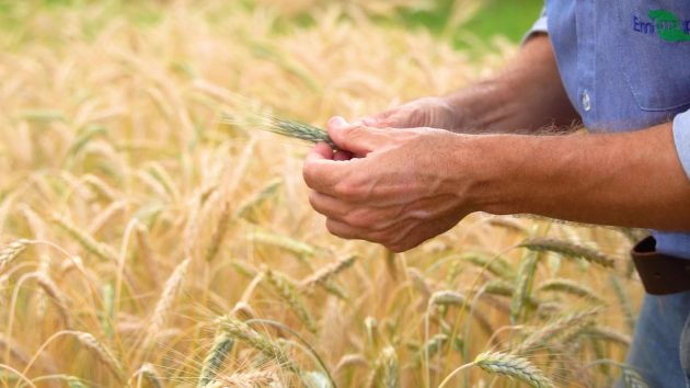 Embrapa E Be8 Assinam Acordo Para Desenvolver Cultivares De Triticale