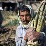 pakistan-sugarcane-farmer