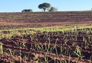 Custos de produção de cana-de-açúcar em Goiás são analisados pela CNA