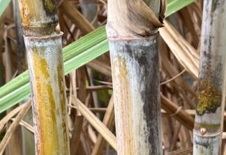 Safra de cana-de-açúcar no Centro-Sul tem crescimento médio de 5% na produtividade
