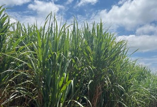 Conab: Produção de cana-de-açúcar na safra 2023/24 chega a 713,2 milhões de toneladas