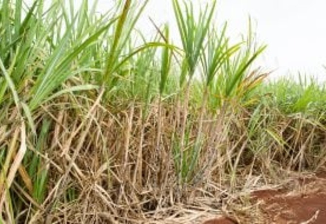 Governo de SP anuncia novas medidas que impulsionam produção de biogás e biometano