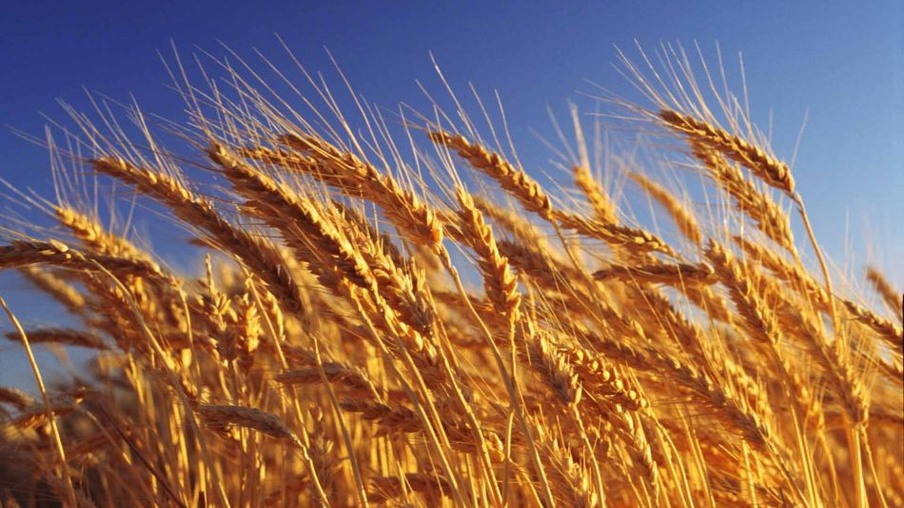 Empresa coreana quer construir usina de etanol a base de trigo na Austrália