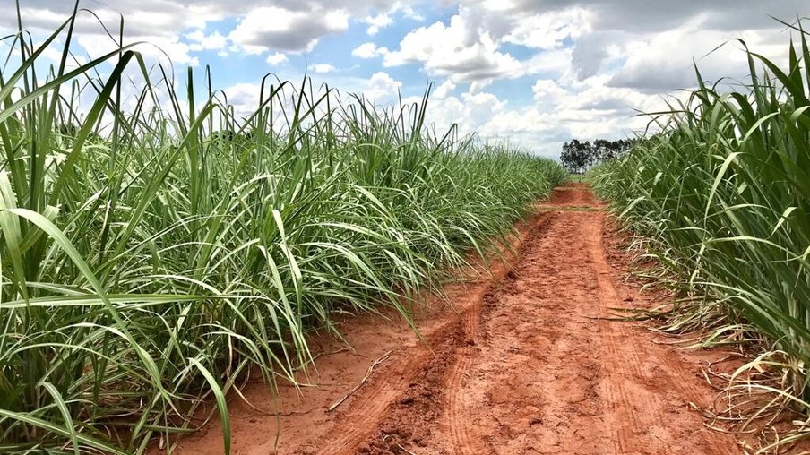 Técnicos da Conab vão a campo levantar dados da safra de cana-de-açúcar