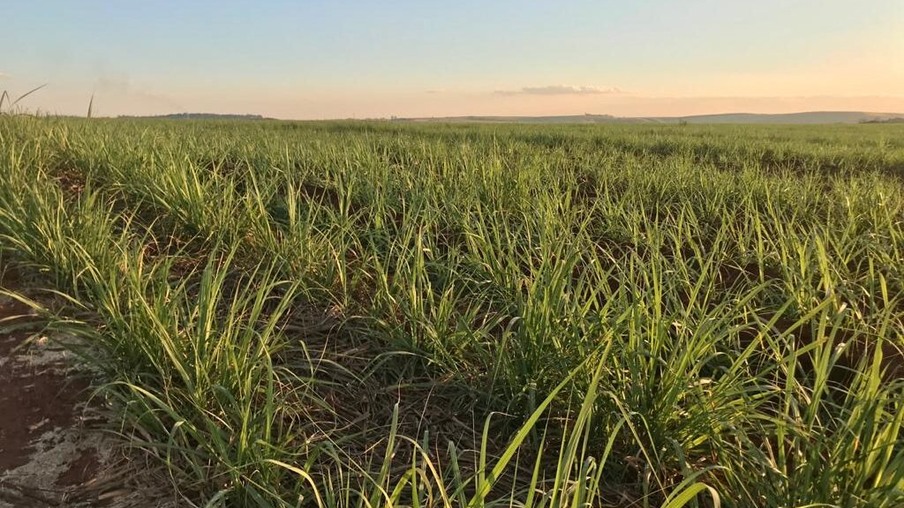 Com novas variedades, renovação do canavial e irrigação Região Norte e Nordeste espera safra de recuperação
