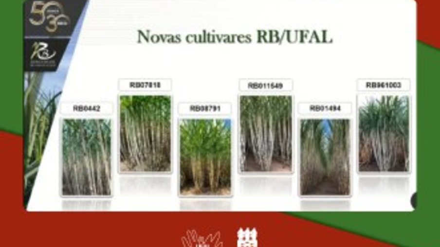 Ufal apresenta variedades de cana com alta produtividade agrícola