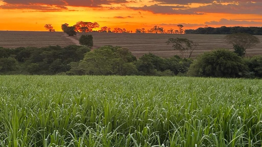 DATAGRO projeta crescimento de 13% na produção de açúcar do Centro-Sul