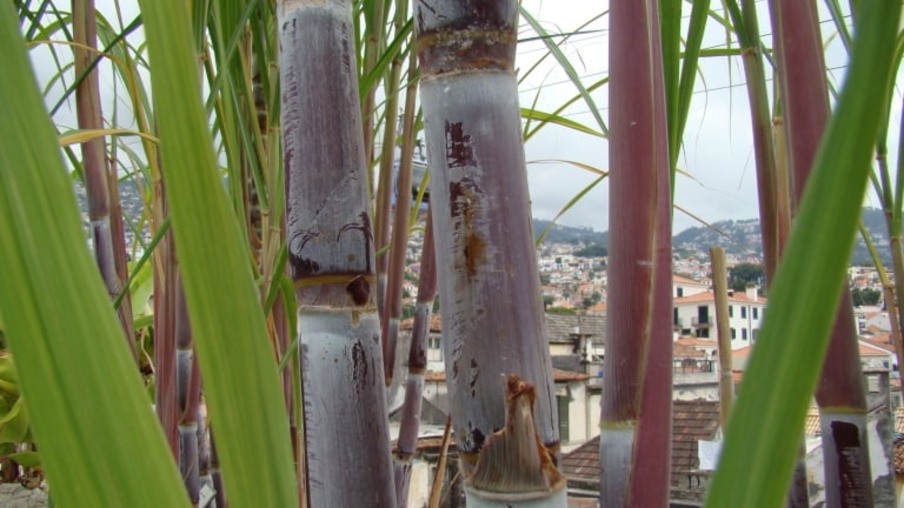 Arquipélago da Madeira produzirá mais cana-de-açúcar em 2014