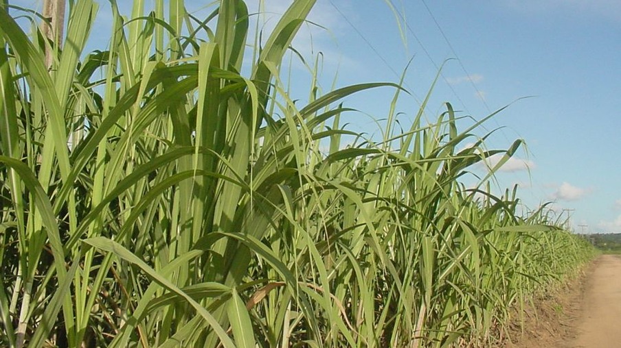 Pesquisadores estudam potencial da produção de etanol na África
