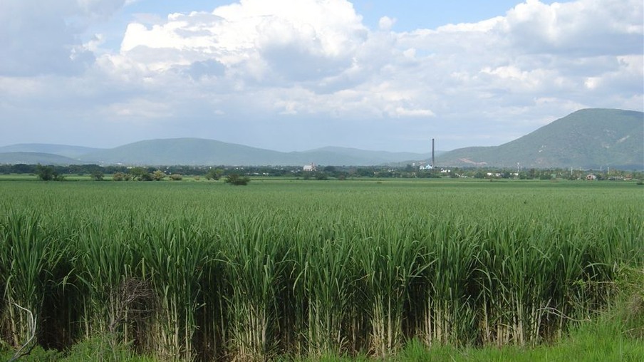 Agricultores do Paraná aceleram a colheita da safra de cana-de-açúcar