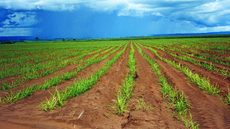Produção de cana-de-açúcar aumentou 119% no Centro-Sul