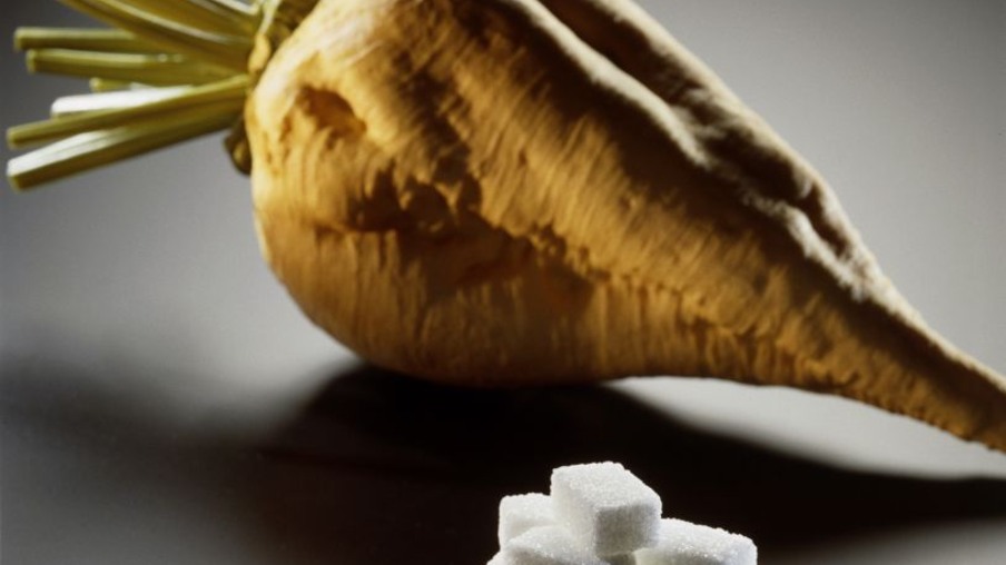 Stacked sugar cubes, sugar beet and germe, grey background.