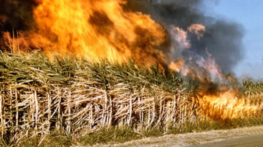 Plantações de cana são afetadas por incêndio criminoso no Zimbábue