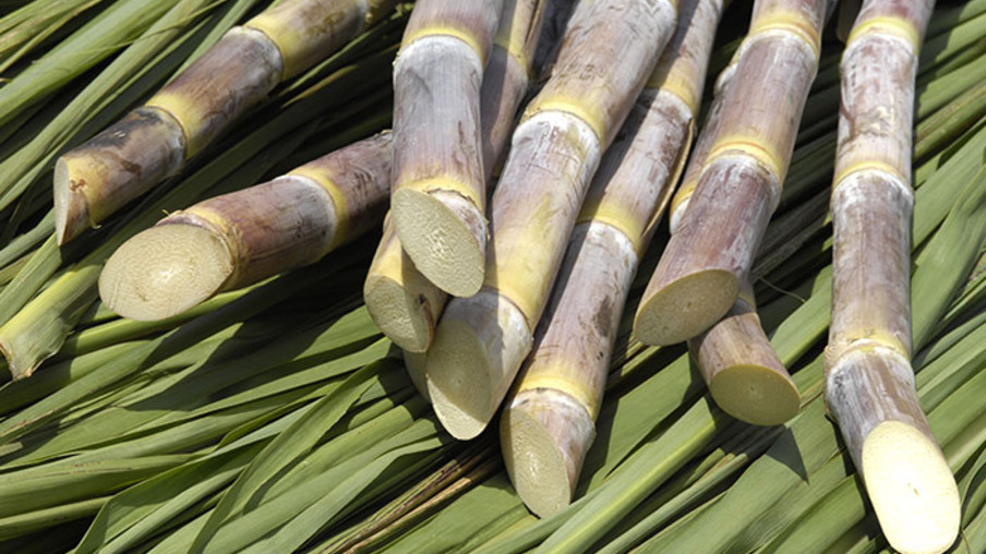 Universidade Federal de Uberlândia comprova eficiência de fertilizante em cana-de-açúcar