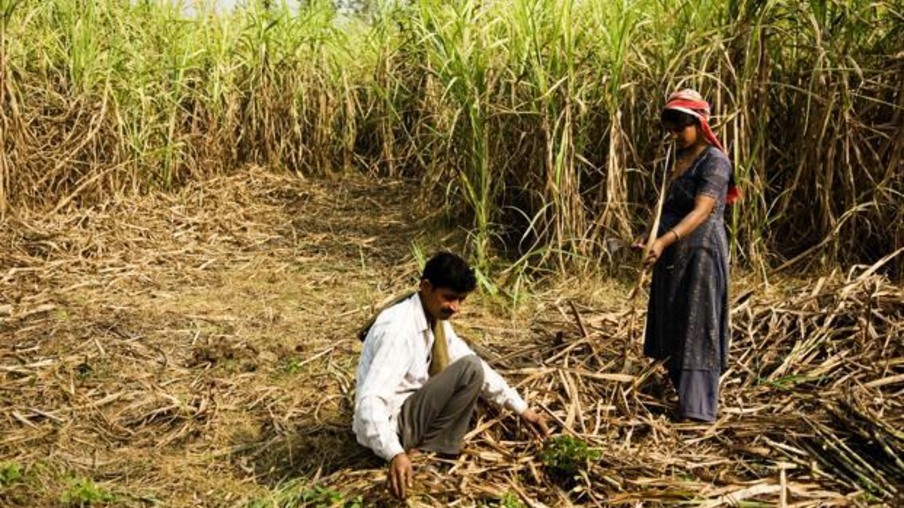 Produtores de cana-de-açúcar da Índia são negligenciados por usina