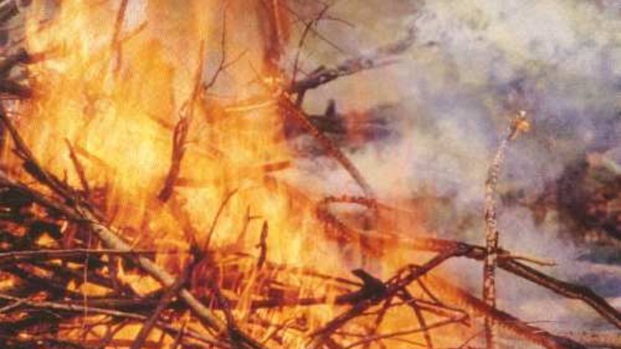 Canavial em chamas: incêndio criminoso?