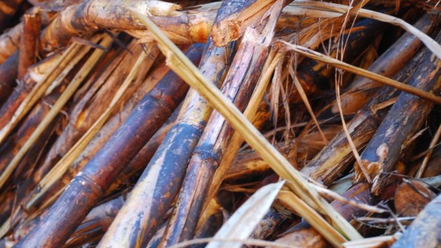 Ribeirão Preto proíbe queima da cana-de-açúcar  