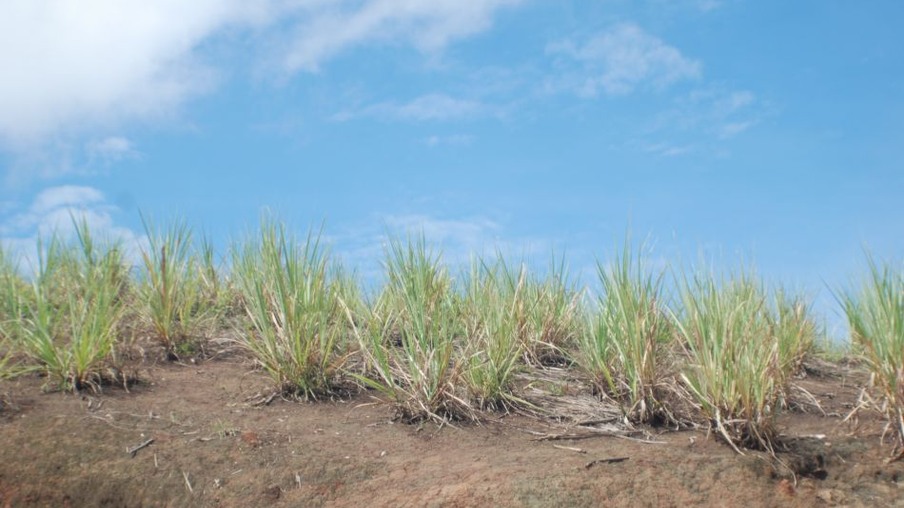 As regiões canavieiras do Nordeste tendem a sofrer com mais seca diante o El Niño