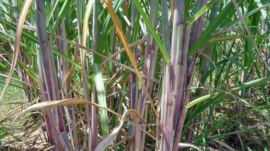 Indonésia busca mudança no setor açúcareiro