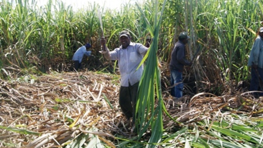 Fiji tem boa produção de cana-de-açúcar