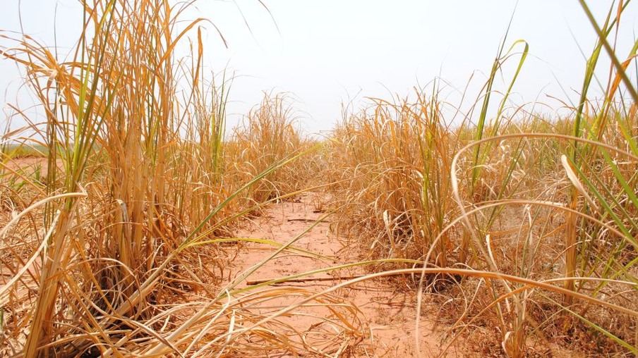 Seca prolongada no Sudeste influencia safra da cana-de-açúcar