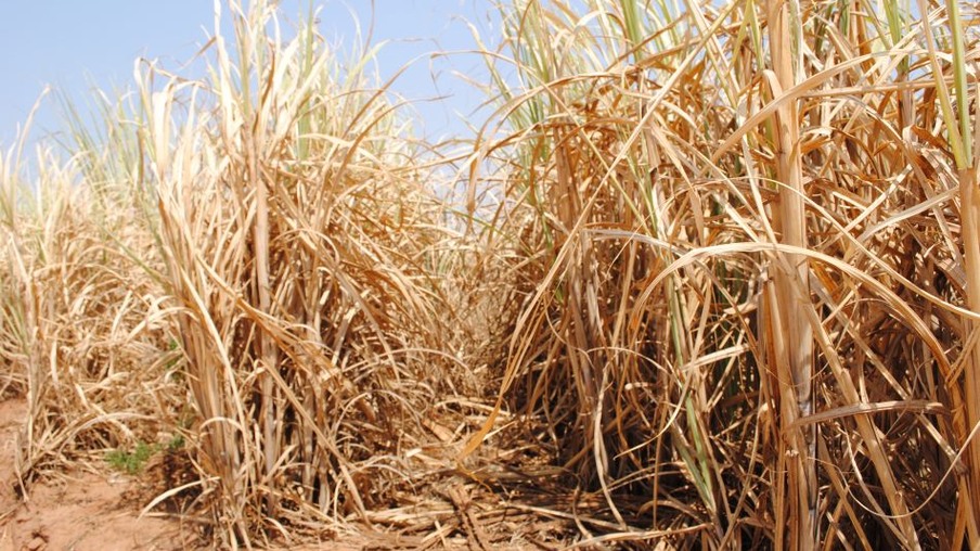 Safra de cana-de-açúcar ainda sofre com os problemas climáticos