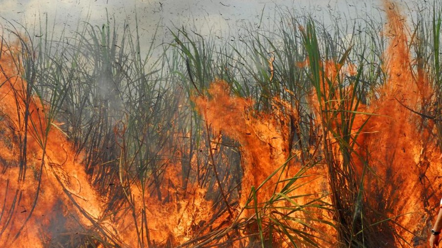 Polícia ambiental adota critério que prevê anistia para queima de cana