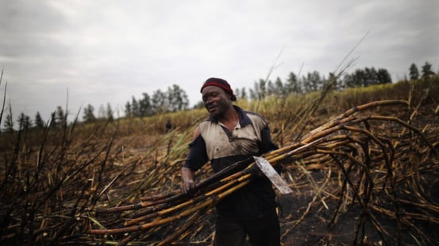 Trabalhador corta cana de açúcar na África do Sul