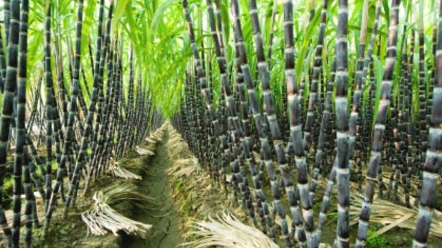 Índia implantará cultivo sustentável da cana
