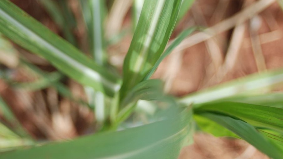 Investimento em herbicida chega a crescer 30% na 17/18