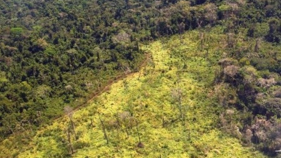 Áreas degradadas da Amazônia poderão servir como lavoura de cana-de-açúcar