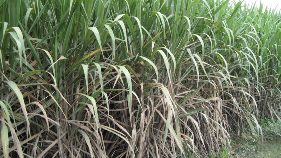 Matriz energética colombiana pode se expandir com a biomassa da cana-de-açúcar