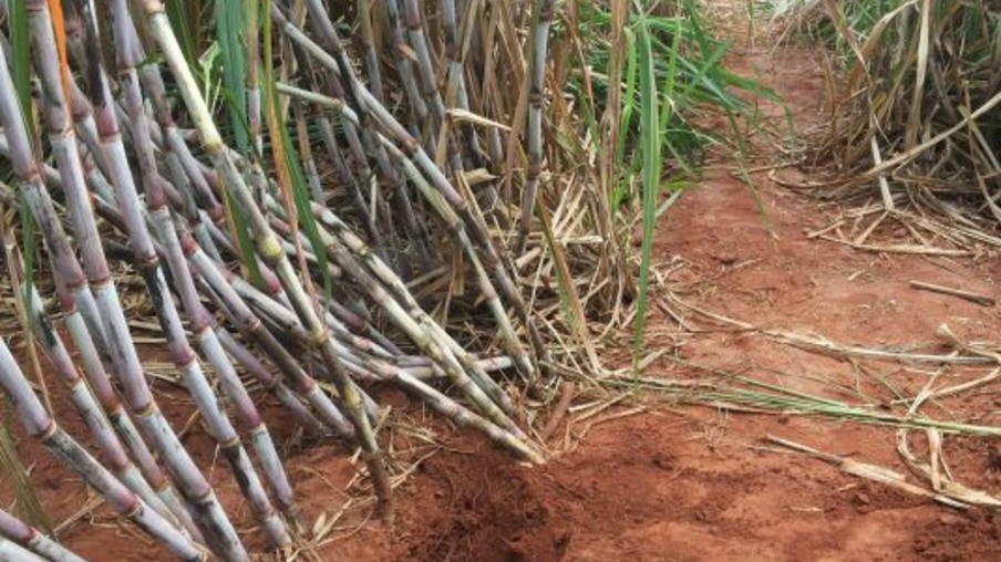 Cana cultivada por irrigação por gotejamento: ritmo de crescimento
