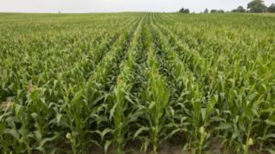 Preço de terra para milho nos EUA cai 11%