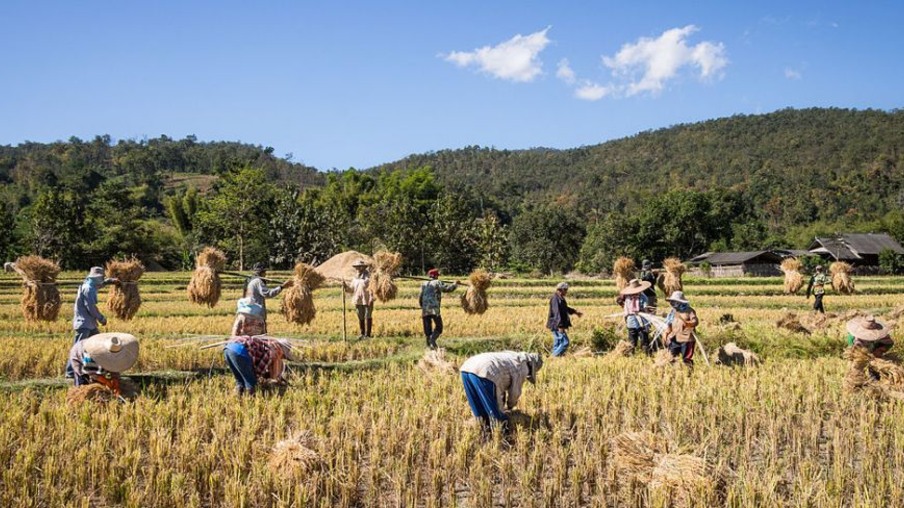 A Tailândia é o maior país exportador de arroz do mundo