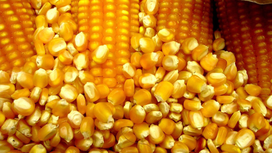 Maior produtor de etanol de milho, MT terá menos oferta de cereal
