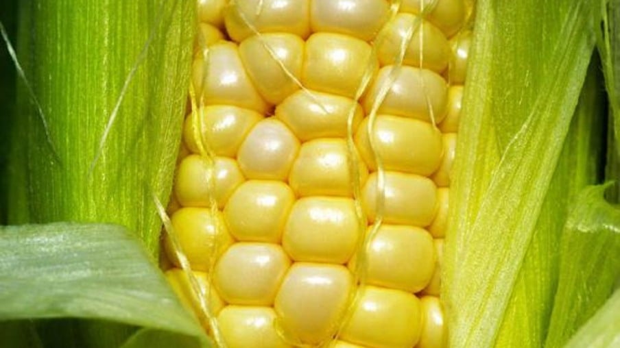 MT pode ser mero fornecedor de milho para etanol, diz Abramilho