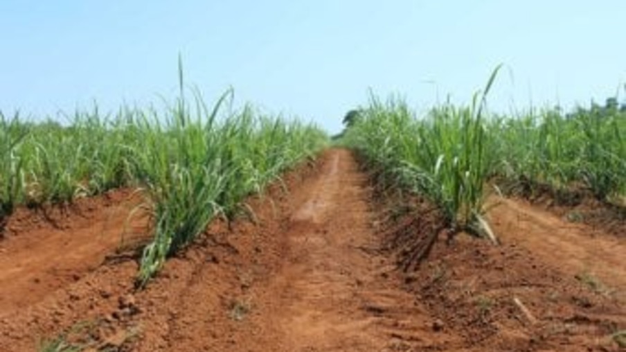 Austrália e Índia criam parceria para melhorar variedades de cana