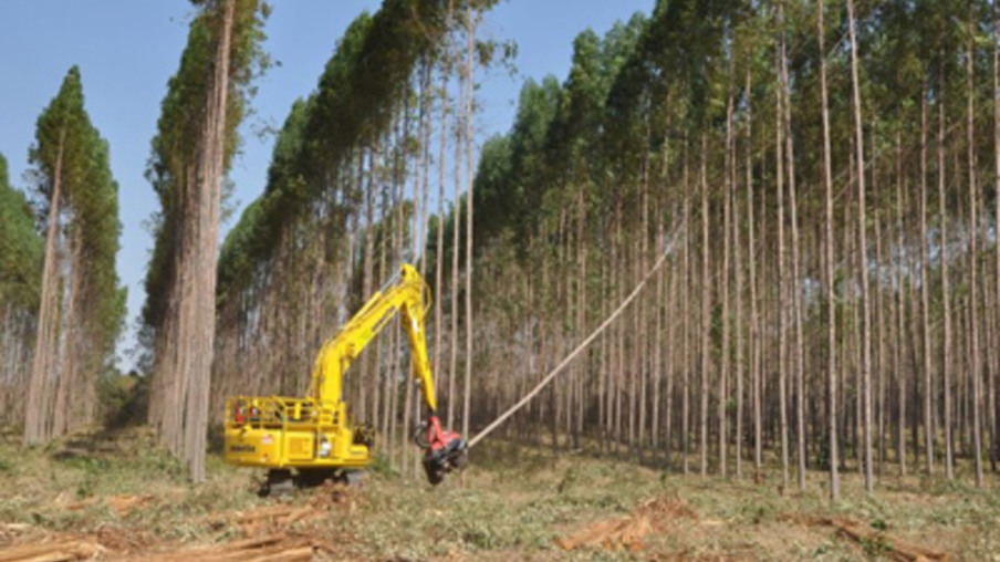 A biomassa da madeira entra na disputa com a biomassa da cana