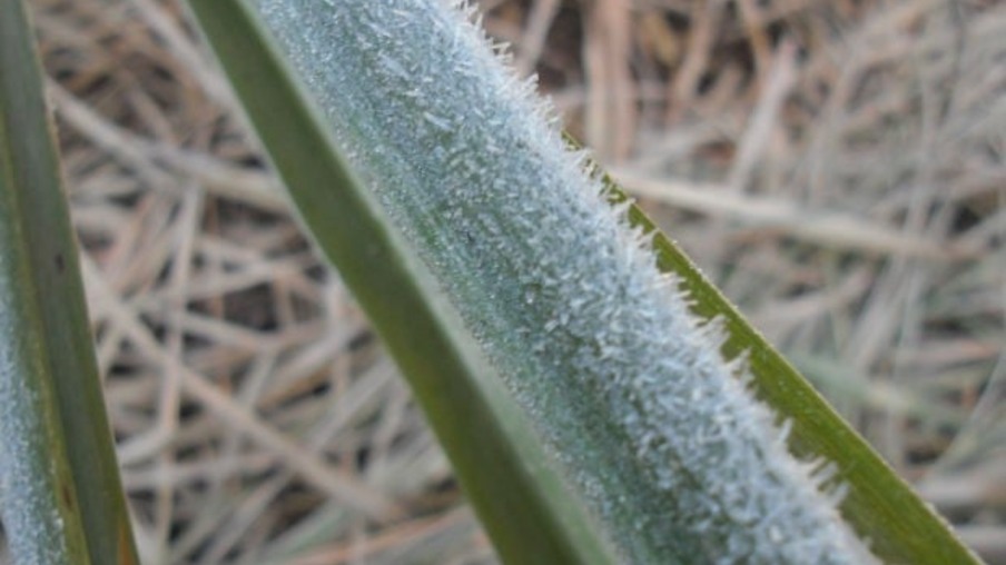 Elevada umidade impedirá ocorrência de geadas nas áreas produtoras de cana