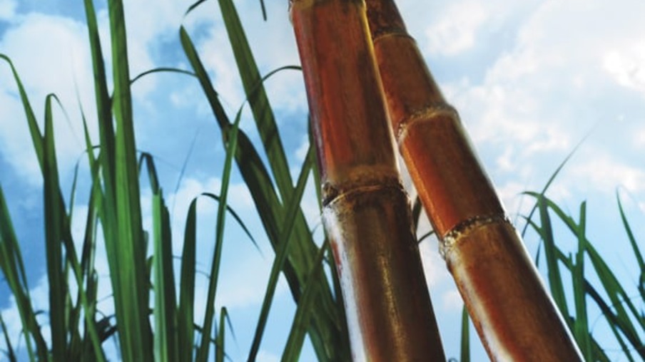 8 explicações sobre o impacto das condições climáticas na cana-de-açúcar