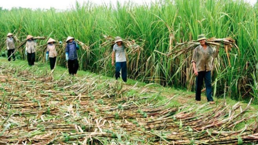 Produção de açúcar do Vietnã caiu 13% na safra 2015/16