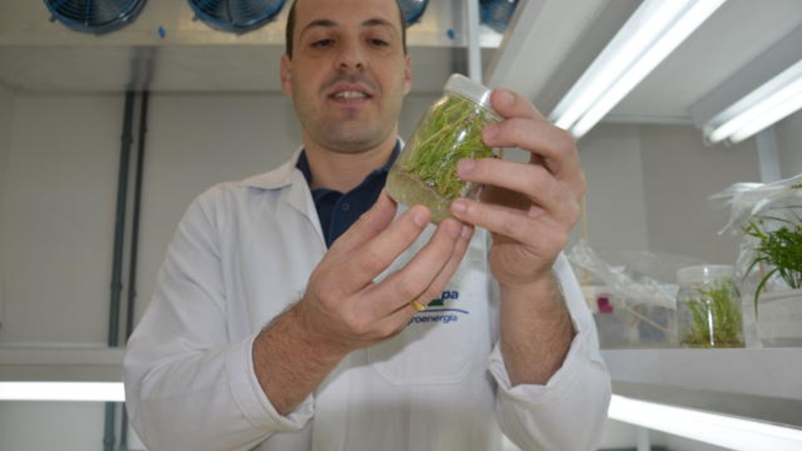 Hugo Molinari, no Laboratório de Genética e Biotecnologia da Embrapa Agroenergia