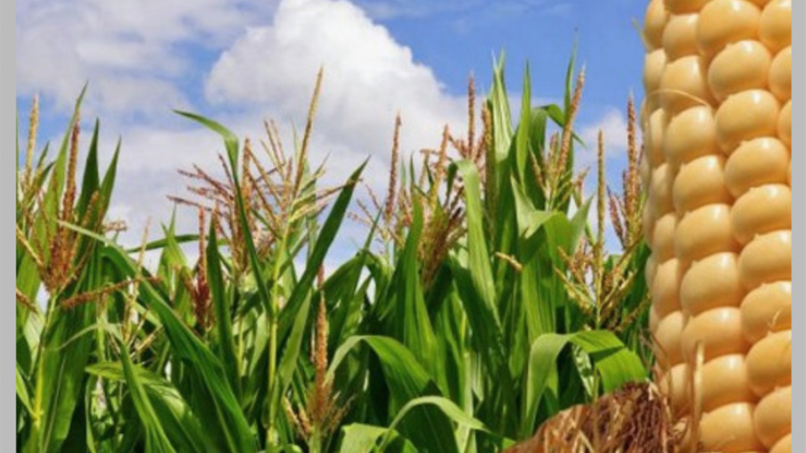 Empresa pede licença para usina de etanol de milho no Mato Grosso