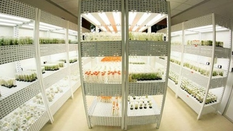 [TOP TEC] Conheça a primeira cana geneticamente modificada do mundo