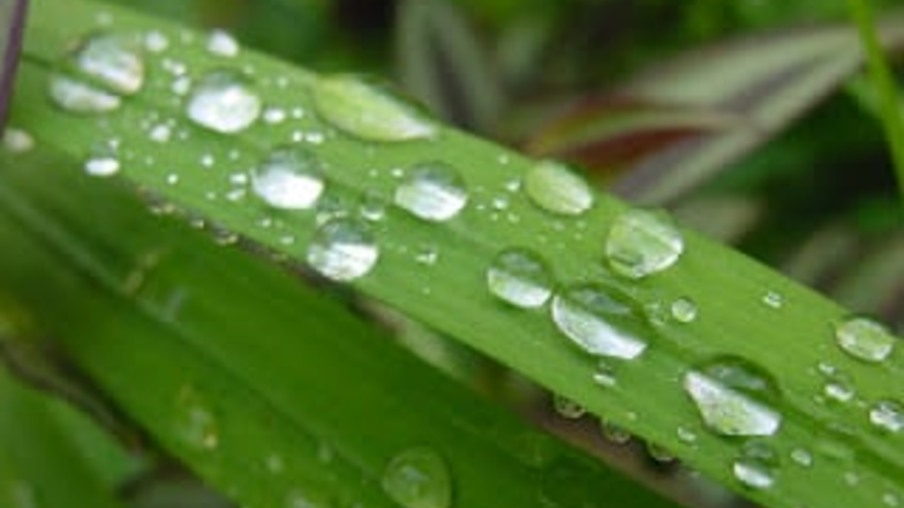 Zona canavieira será marcada por chuva acima da média no próximo trimestre em Pernambuco
