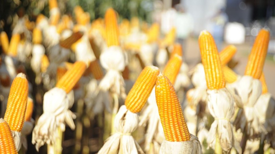 Mato Grosso terá nova planta de etanol a partir do milho