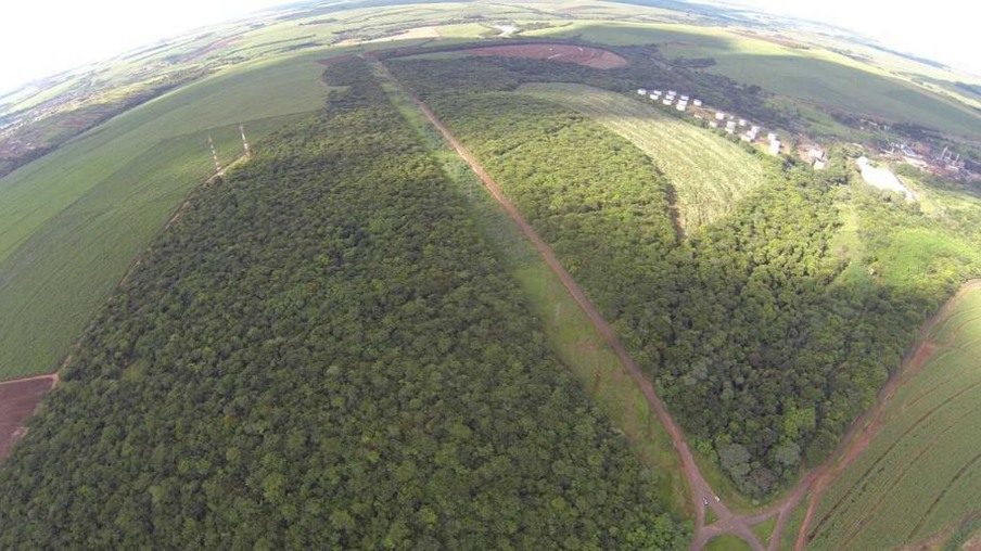 Área de mata nativa preservada pela Zilor próxima à usina Barra Grande, em Lençóis Paulista (SP) (Foto: Divulgação)
